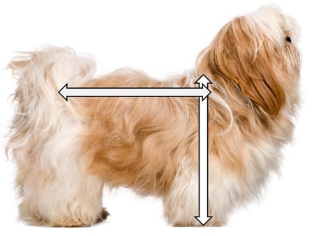 Shih tzu sale standard type